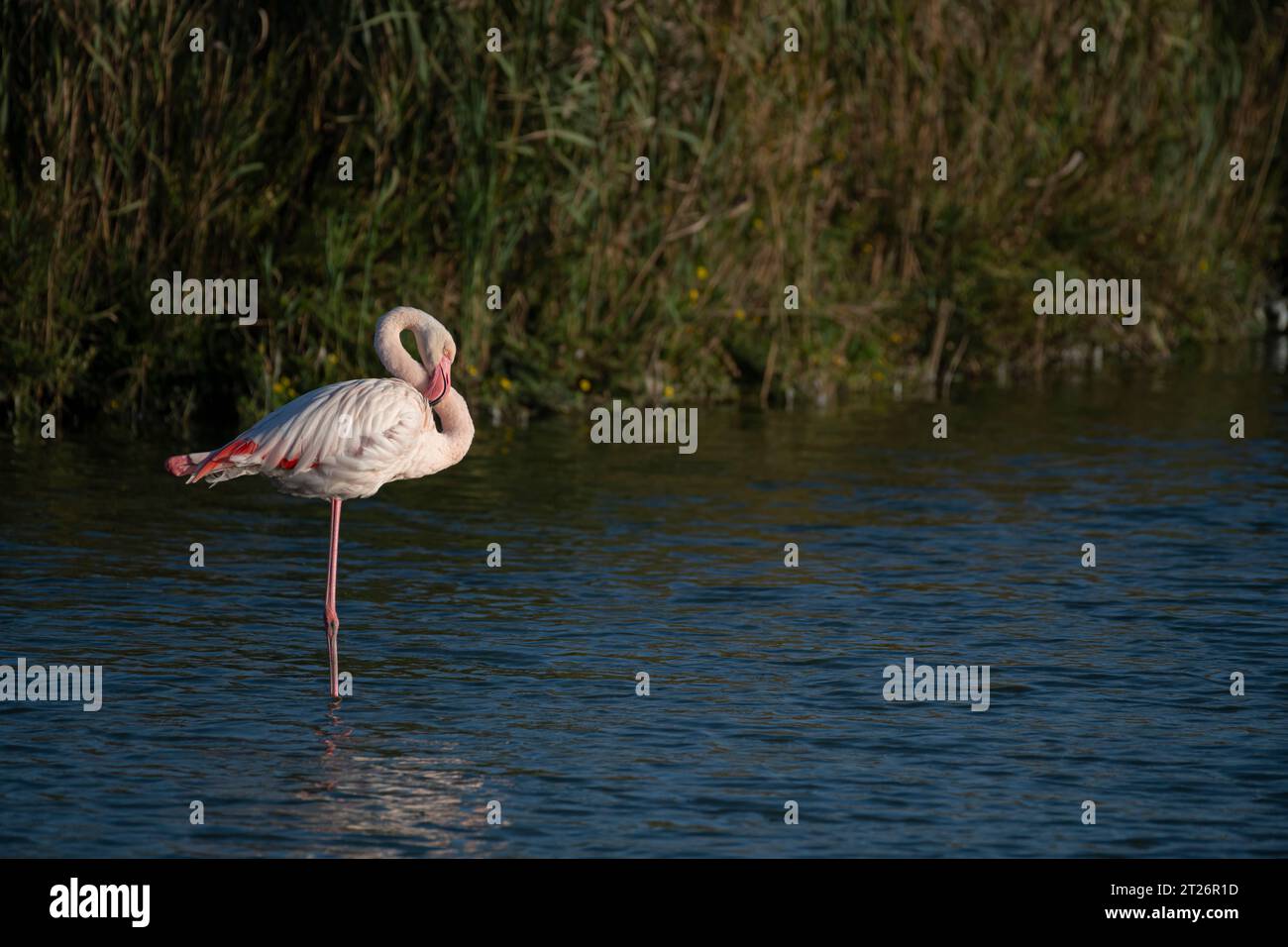 Pink Greater Flamingo, einbeiniges Gleichgewicht, Camargue Feuchtgebiet, Frankreich Stockfoto