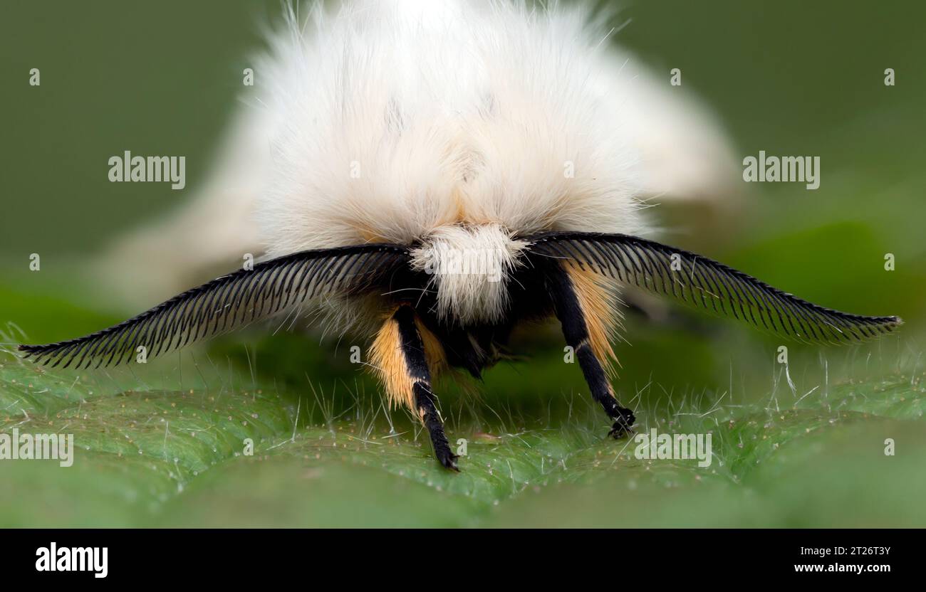Frontalansicht männlicher Musselinmotten (Diaphora mendica). Tipperary, Irland Stockfoto