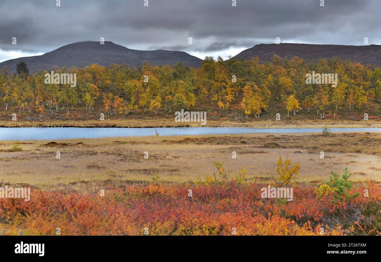 Blick auf die herbstliche Landschaft in Schweden mit farbigen Pflanzen und Wald Stockfoto