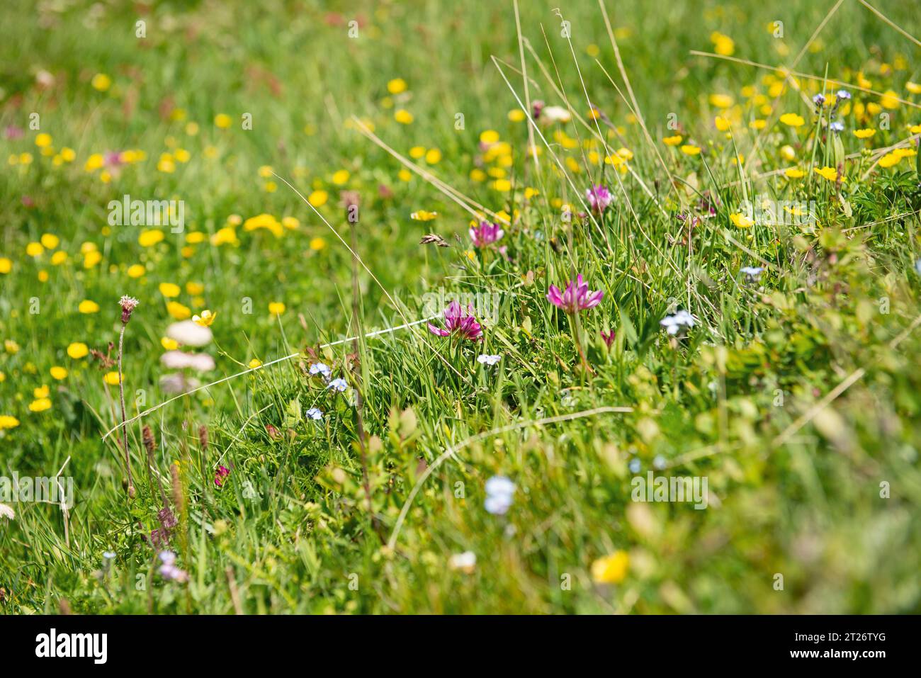 Wilde Alpenblumen blühen auf einer Wiese im Berggebirge Stockfoto