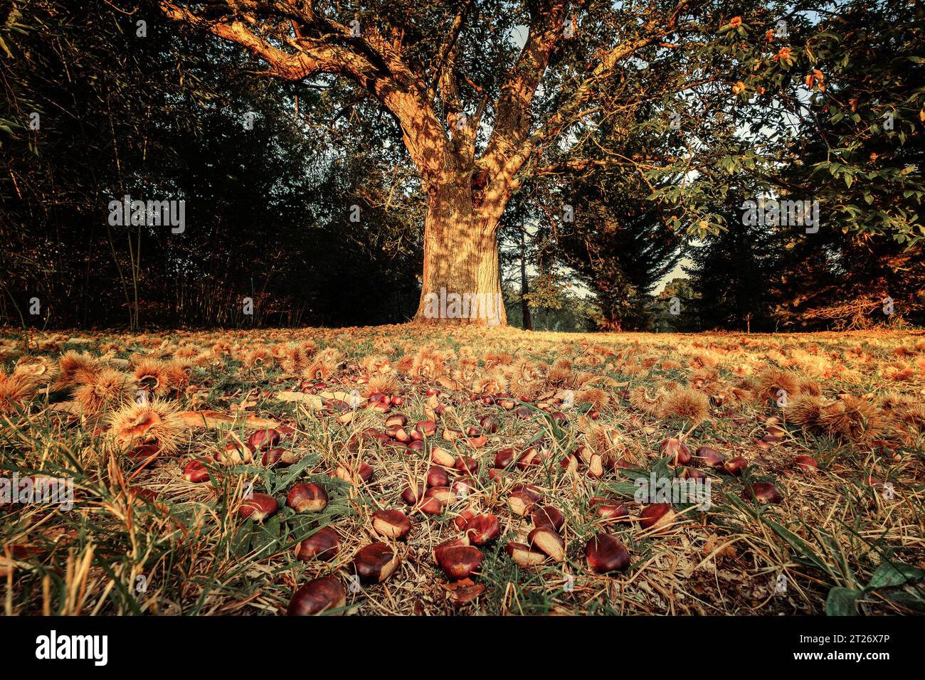 Morgensonne auf süßen Kastanien verstreut auf dem Boden unter einem großen alten Kastanienbaum Stockfoto