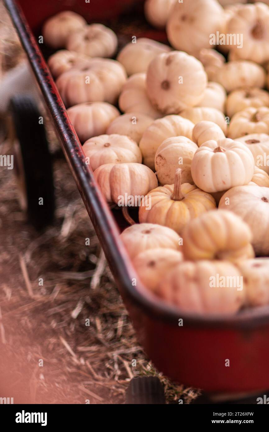 Vertikale Abbildung kleiner weißer Kürbisse in einem roten Wagen auf der Deluca Farm in San Pedro, CA. Stockfoto