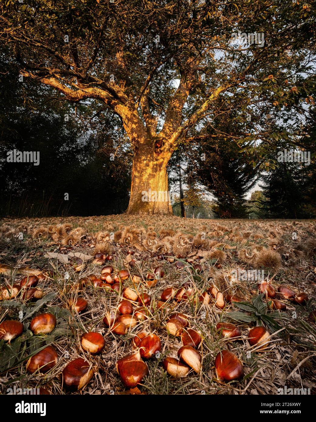 Morgensonne auf süßen Kastanien verstreut auf dem Boden unter einem großen alten Kastanienbaum Stockfoto