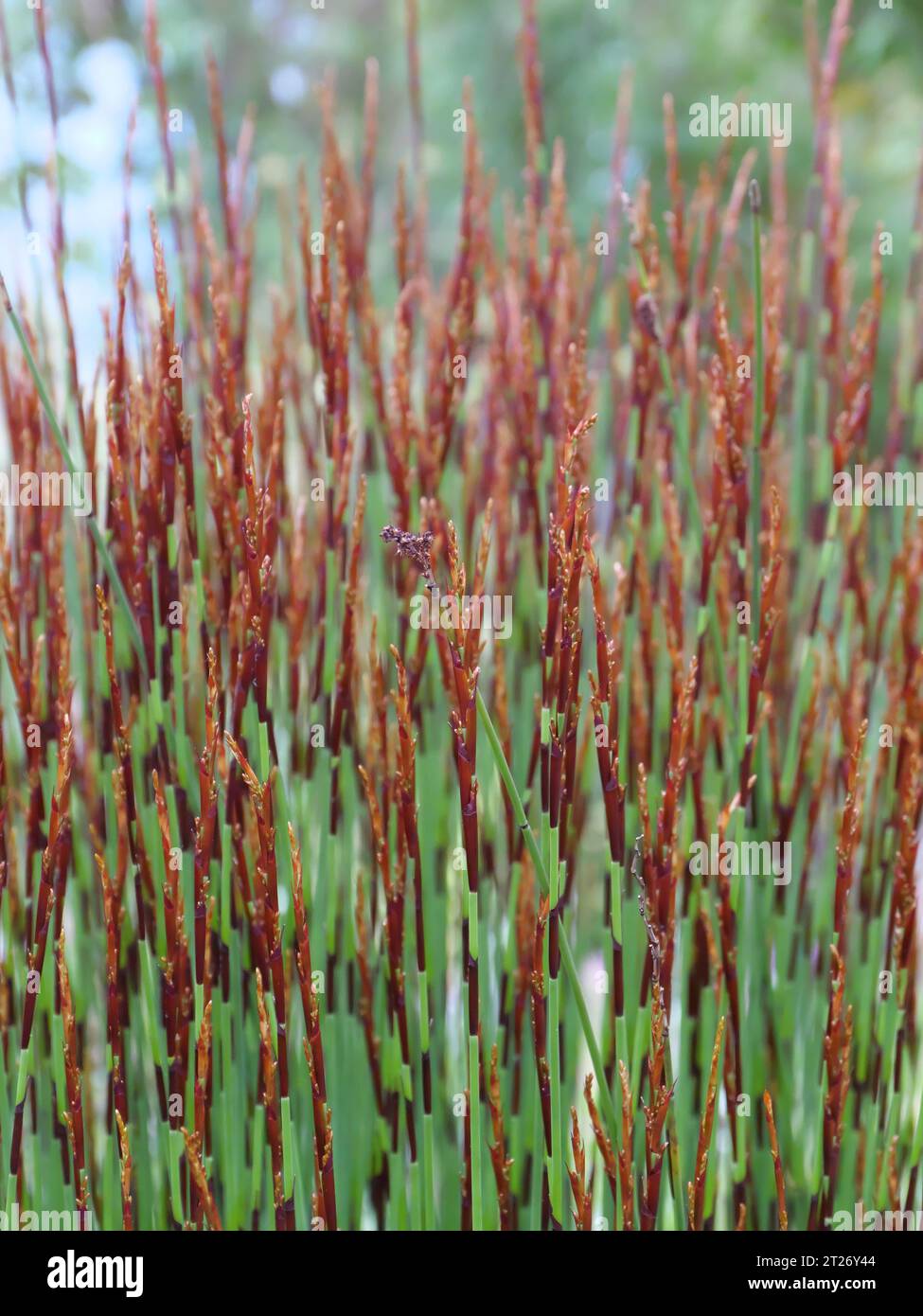 Das Cape Reed Elegia tectorum gehört zur Familie der Cape Reeds (Restionaceae) am Eden Project St Austell Cornwall England Stockfoto