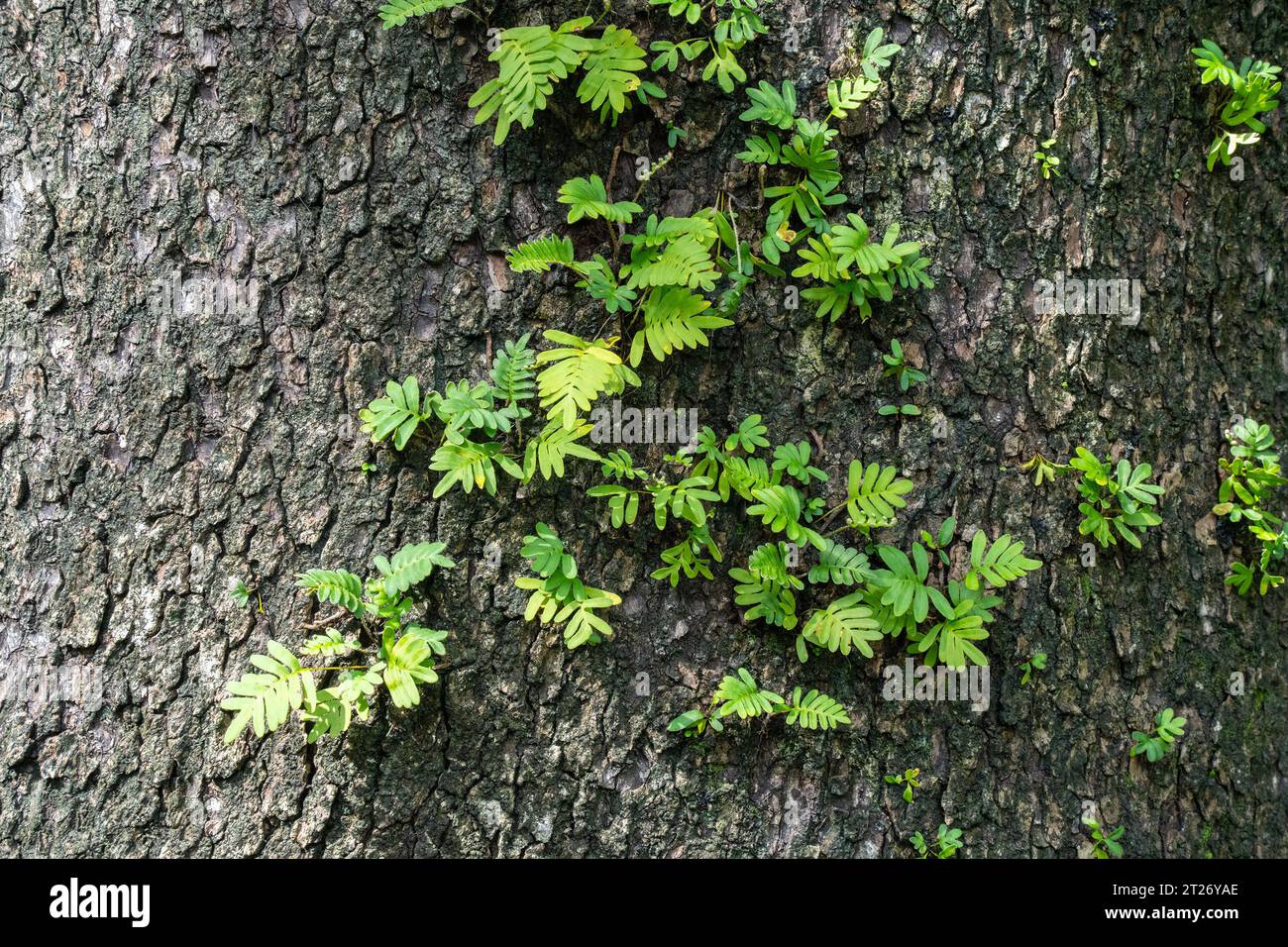 Junge Farne, die in den Rissen in der Rinde eines großen alten Baumes wachsen. Stockfoto
