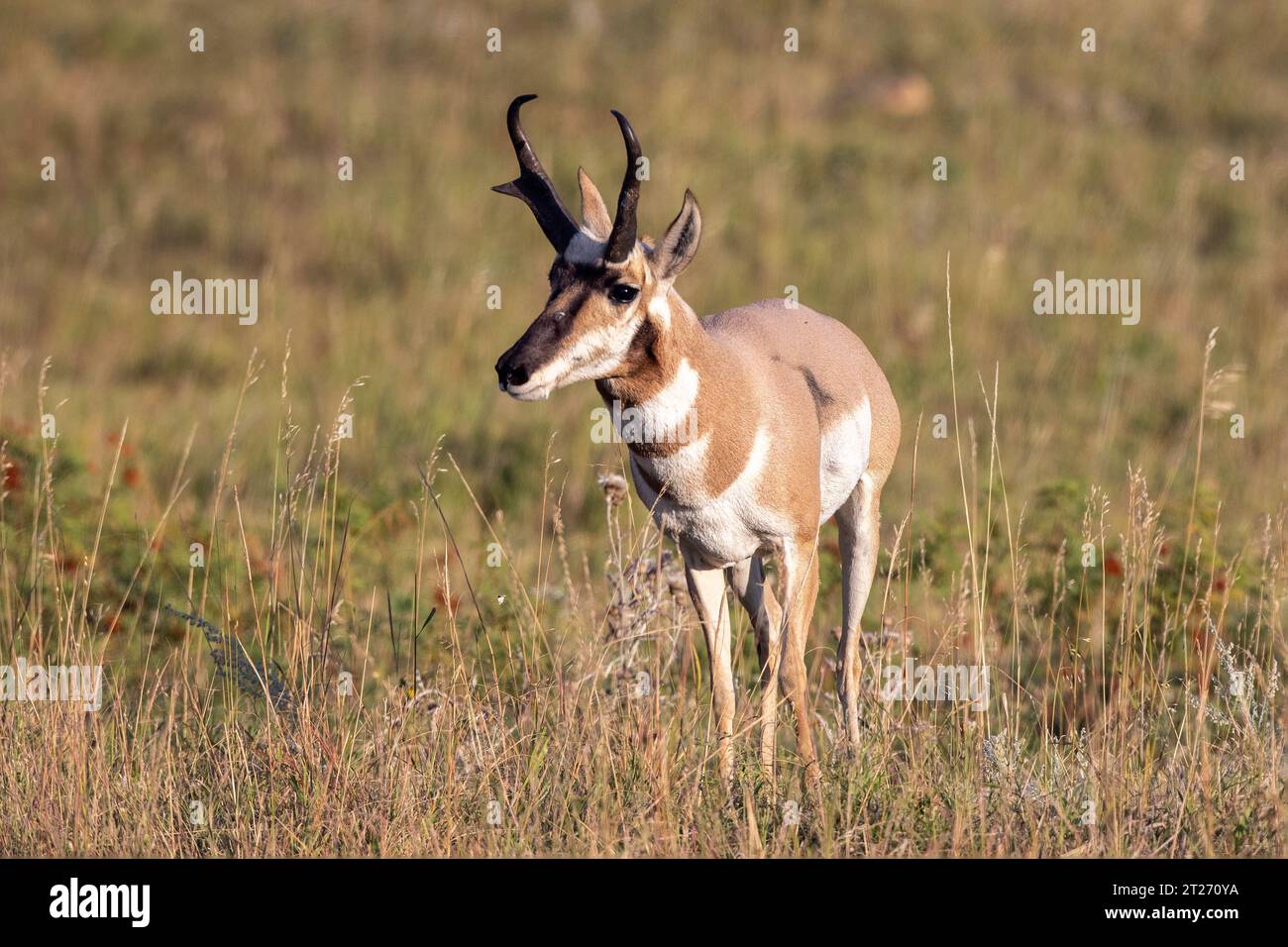 Amerikanische Antilopen oder Gabelantilopen im Custer State Park, South Dakota. Pronghorns Stockfoto