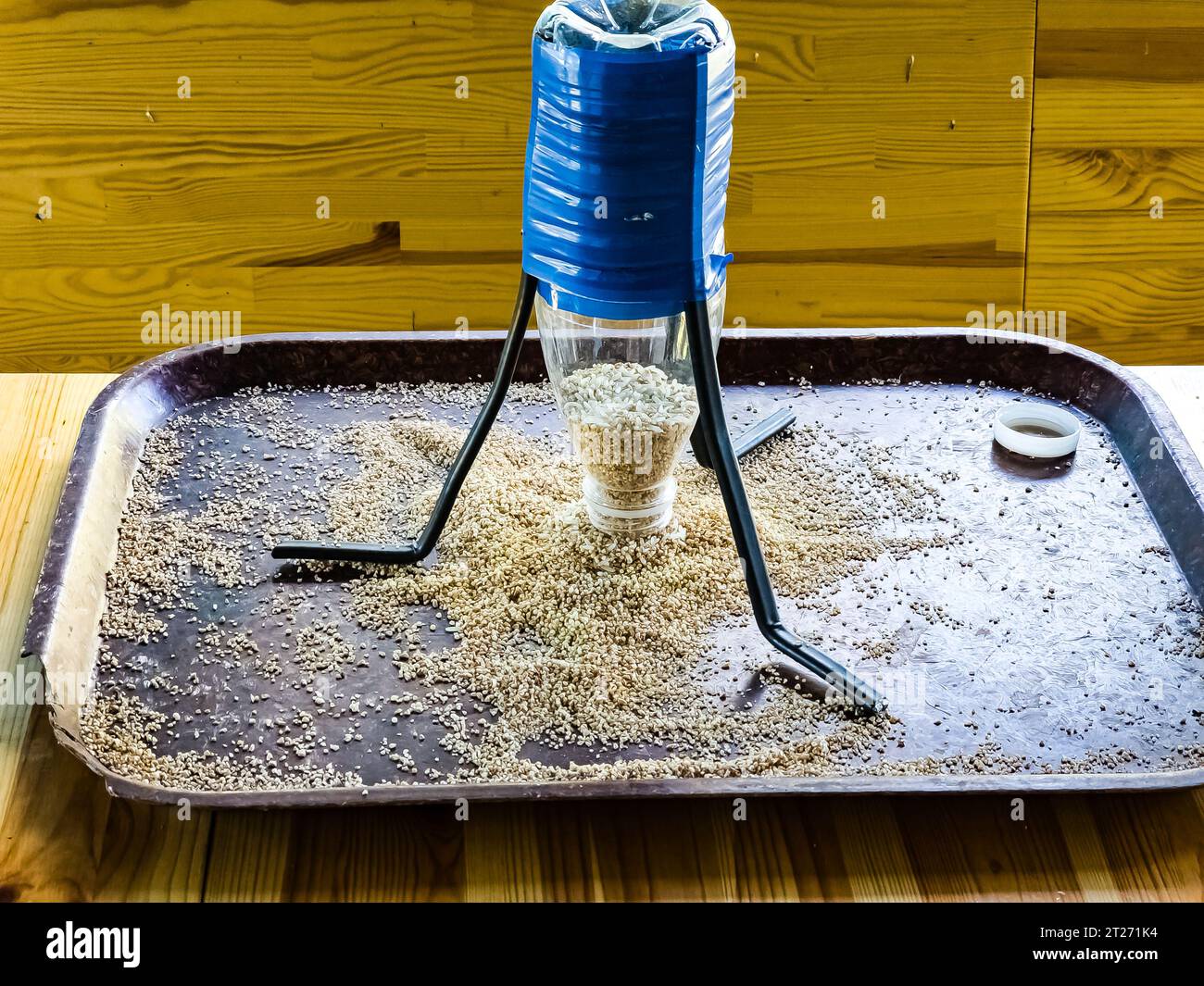 Vogelfutter aus einer Plastikflasche, gefüllt mit Getreide. Tierhilfekonzept. Stockfoto