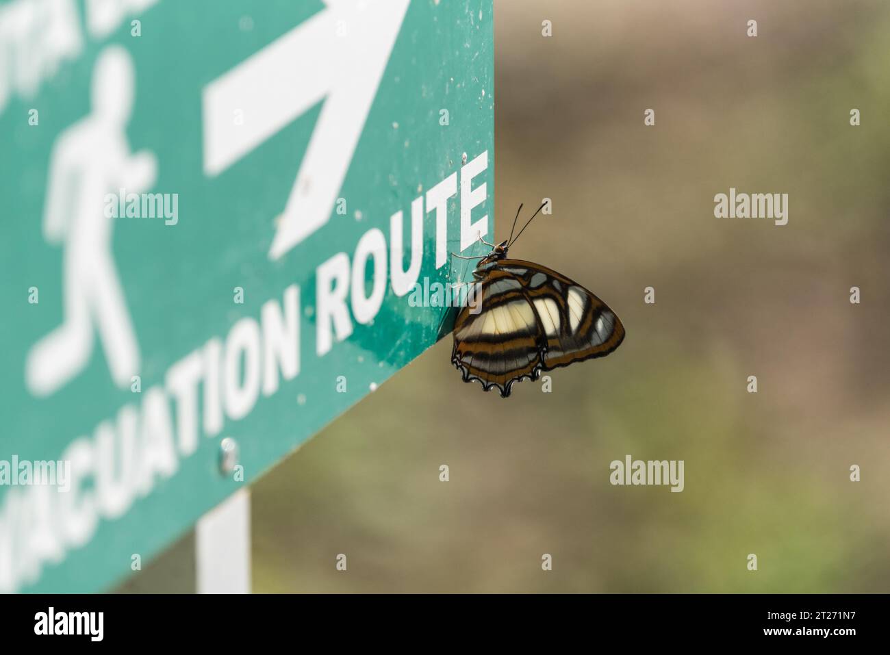 Weiße Seite (Metamorpha elissa), die auf einem Schild in Ecuador thront Stockfoto