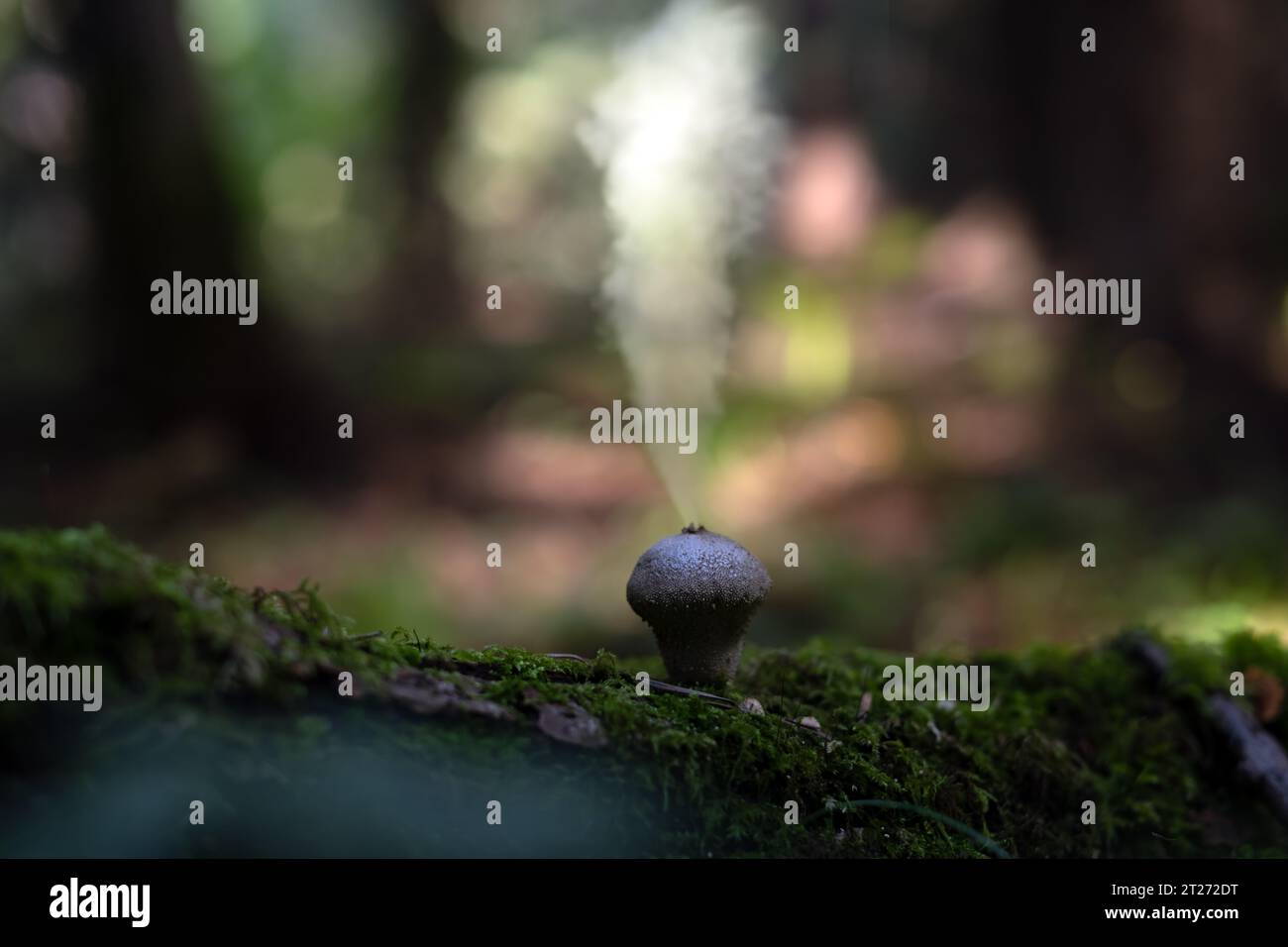 Papageienpilz (Lycoperdon perlatum) im dunklen Wald. Pilzsporen-Reproduktionsexplosion Stockfoto