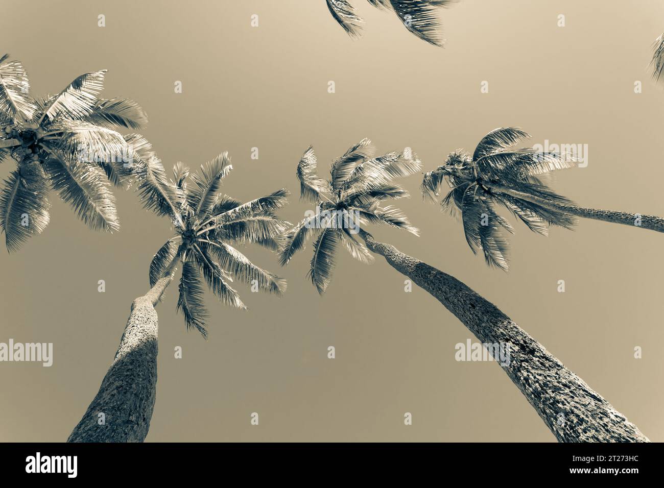 Sepia getöntes topisches Bild vier sich wiegende Palmen vor blauem Himmel Stockfoto