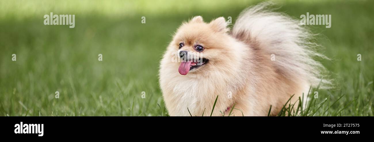 Fröhlicher pommersche Spitz, der die Zunge herausragt, während er auf grünem Gras im Park spaziert, Spaß, Banner Stockfoto