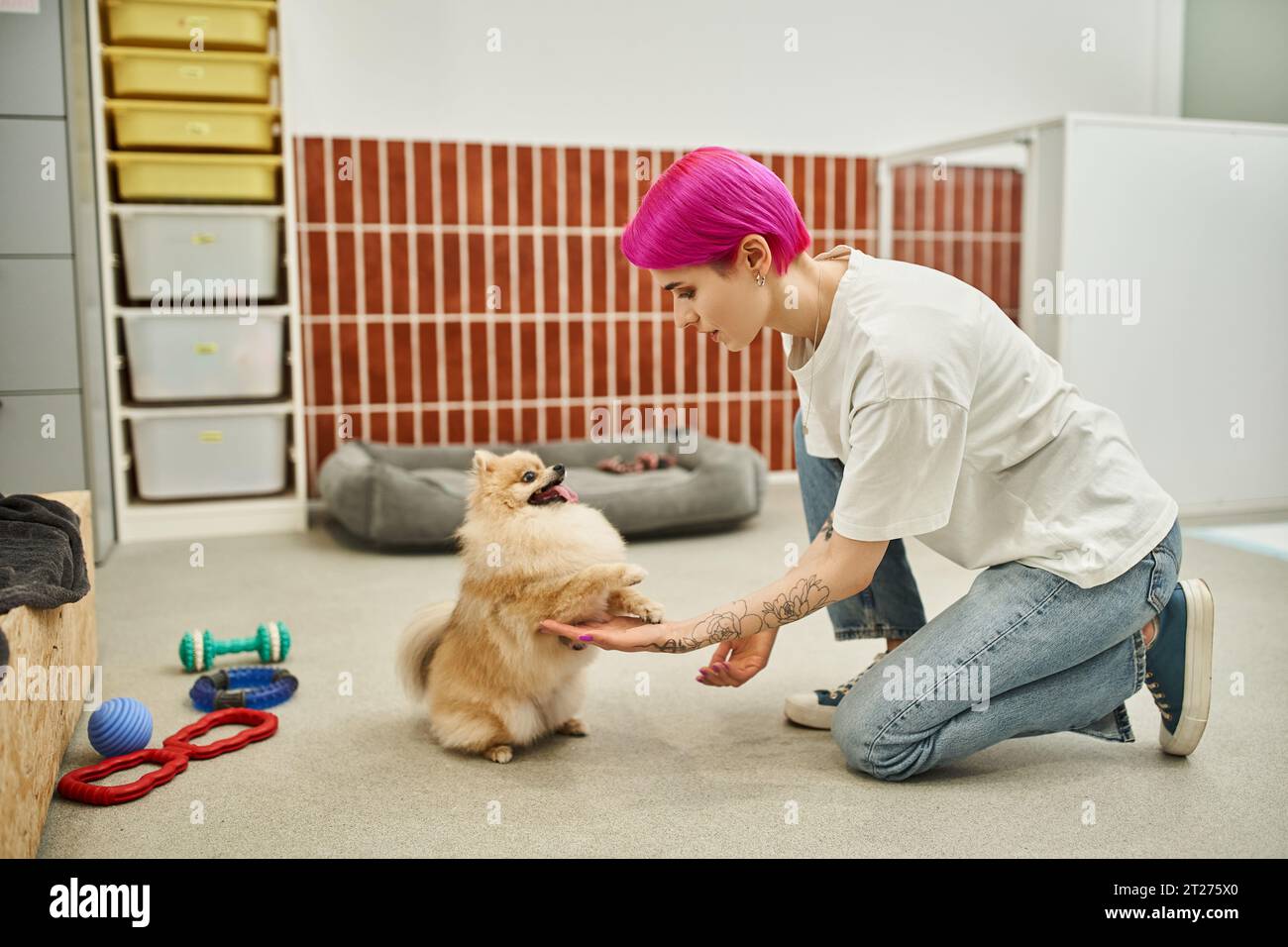 Hundeausbildung, verspielter und gehorsamer pommersche Spitz, der liebevollen Haustierarbeitern Pfoten gibt Stockfoto