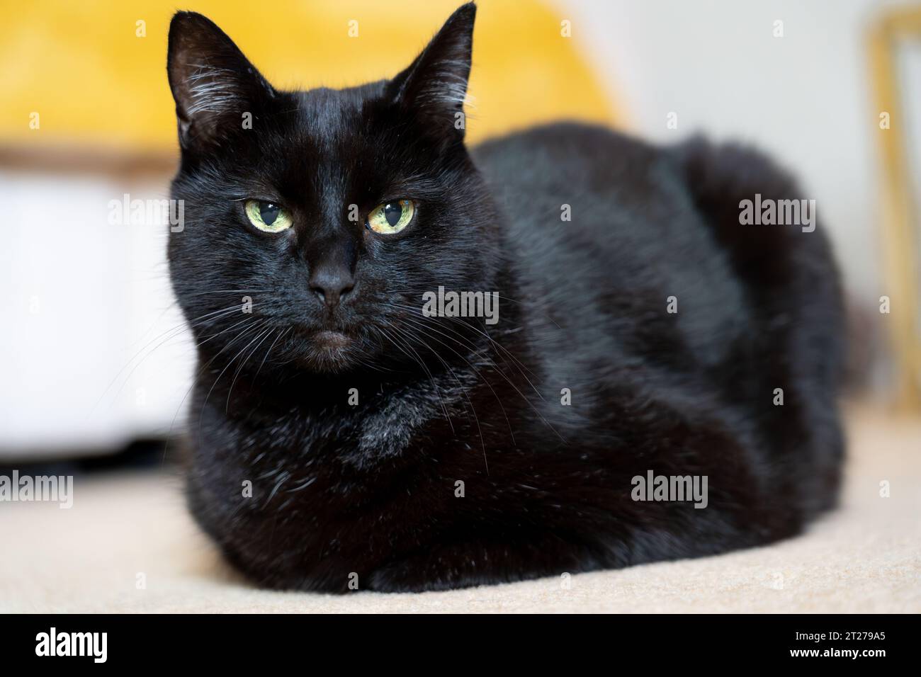 Porträt einer grünen schwarzen Katze Stockfoto