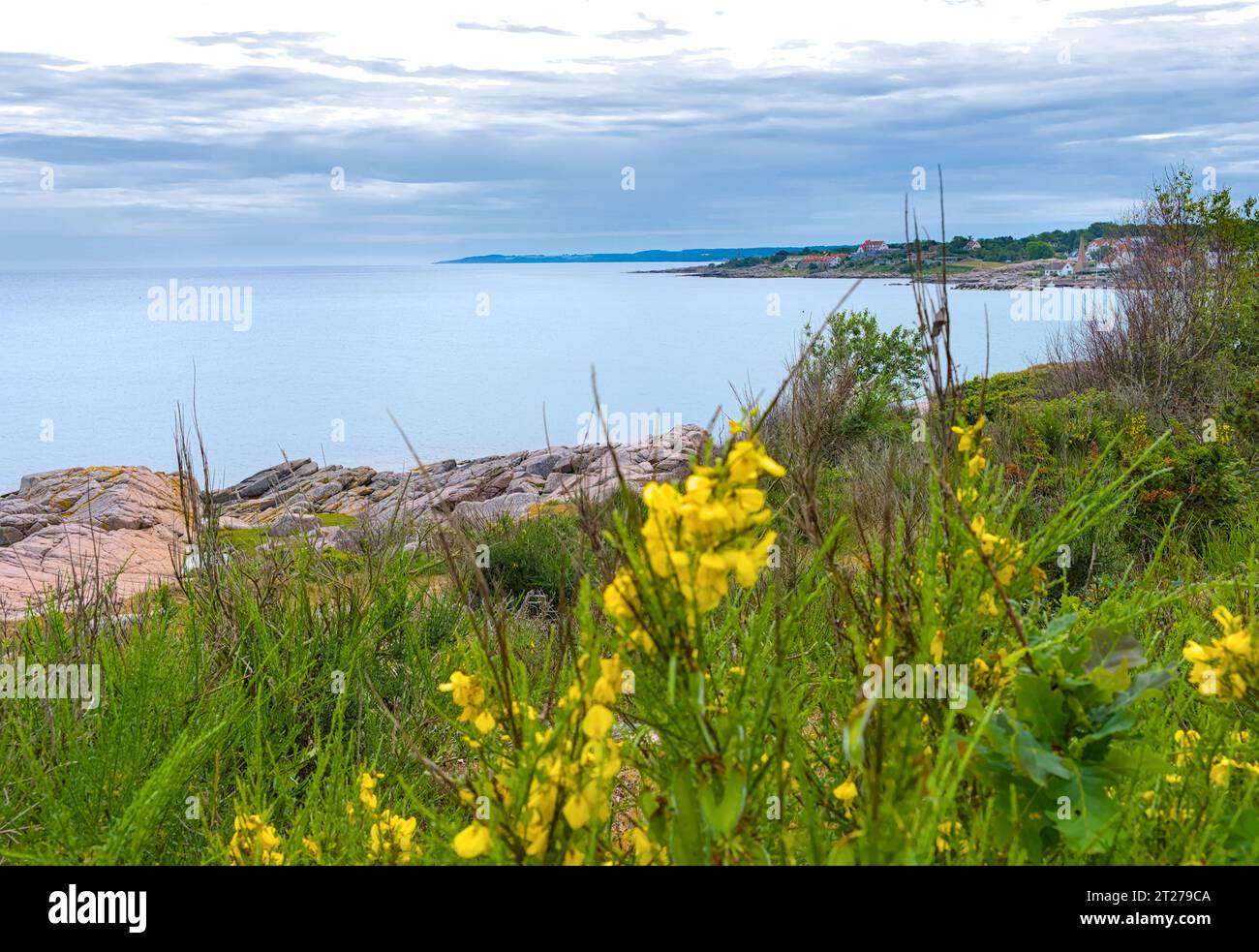 Die Nordküste von Bornholm, Danmark, mit gelben Genista vor dem Ufer Stockfoto