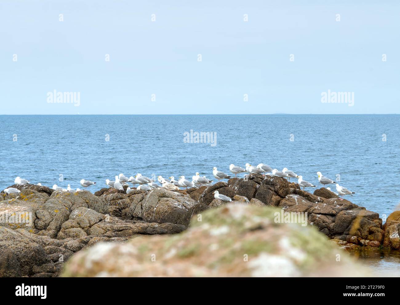 Die Nordküste von Bornholm, Danmark, mit Möwen vor der Küste Stockfoto