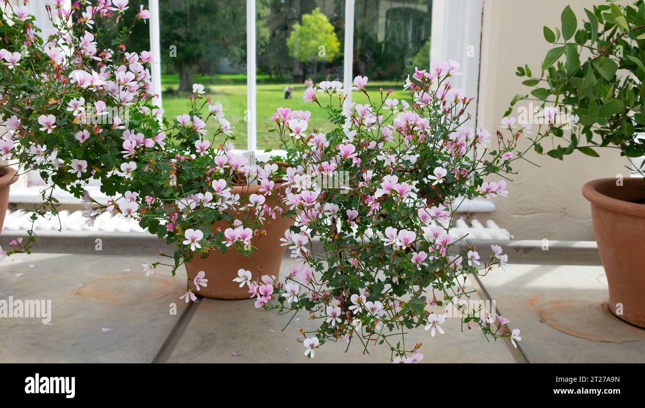 Schöne kleine rosa Blumen PELARGONIUM Citriodorum Zimmerpflanze Fenster im gemäßigten Haus Kew Gardens blüht im Sommer London Großbritannien KATHY DEWITT Stockfoto