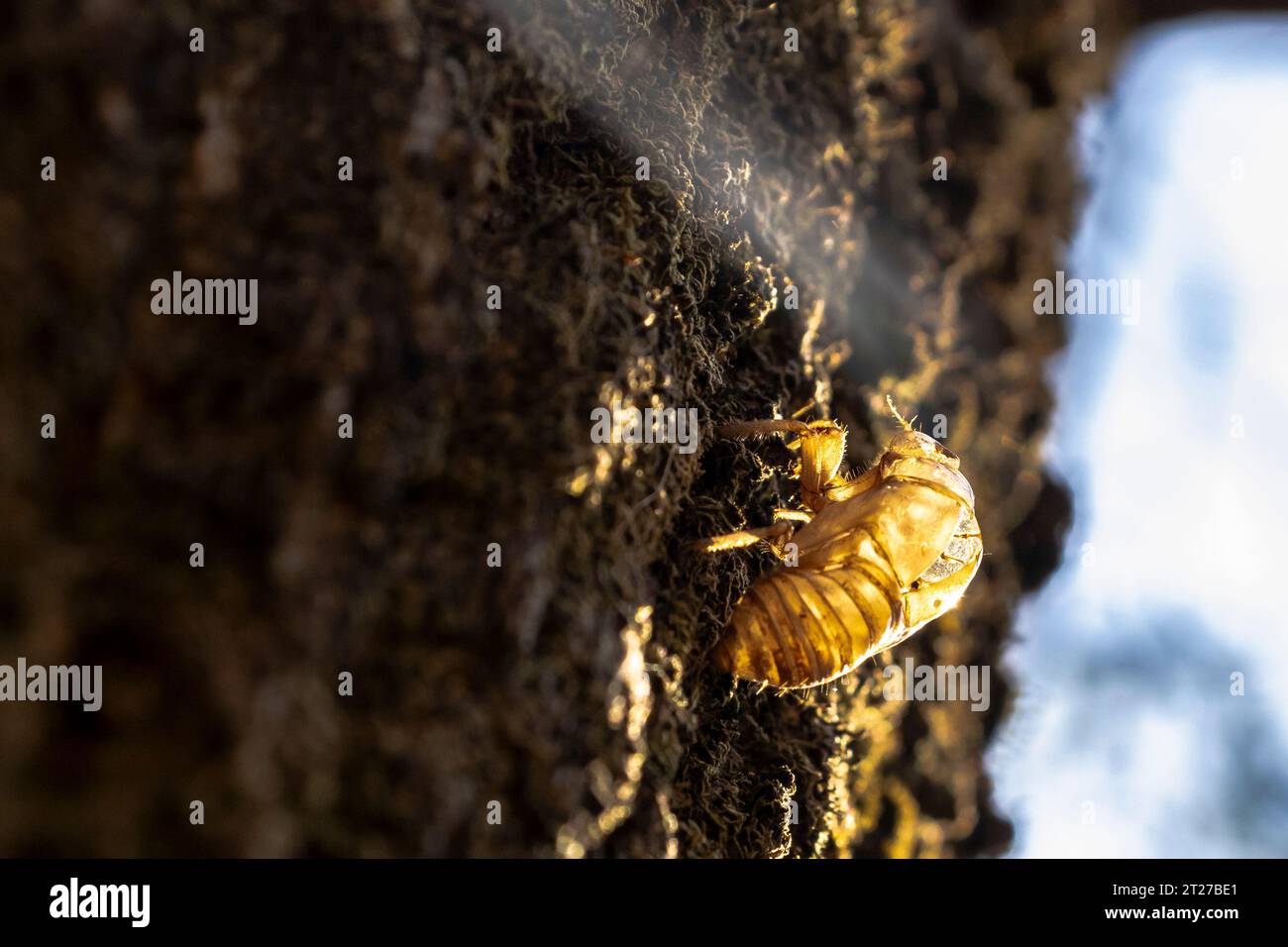 Exoskelett der Cicada-Nymphe am Stamm in Brasilien. Zikaden verbringen den größten Teil ihres Lebens im Untergrund, steigen nur an die Oberfläche, um sich zu paaren und Eier zu legen Stockfoto