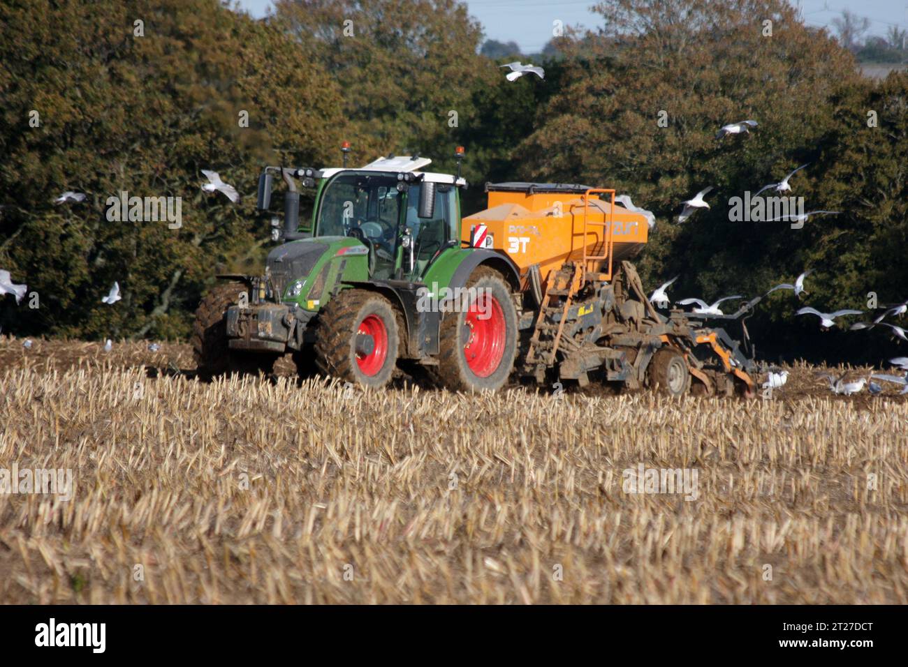 Ein Traktor, der Dünger auf ein bewachsenes Feld ausstreut, während Möwen und Krähen um das Feld in der Nähe von Bramber West Sussex schwärmen Stockfoto