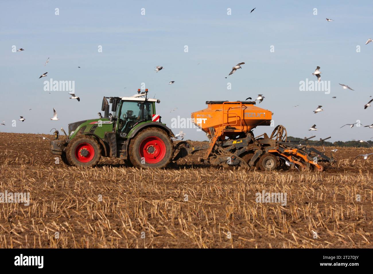 Ein Traktor, der Dünger auf ein bewachsenes Feld ausstreut, während Möwen und Krähen um das Feld in der Nähe von Bramber West Sussex schwärmen Stockfoto