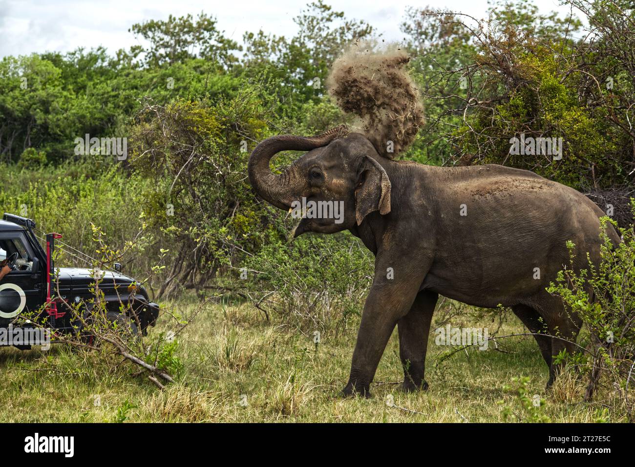 Ein wütender Elefant wirft Staub mit seinem Kofferraum auf den Rücken und greift einen Jeep an, der ihm zu nahe gekommen ist Stockfoto