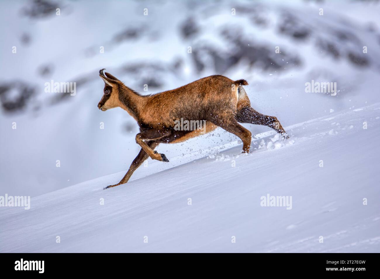 Gemsen im Schnee auf den Gipfeln der Nationalpark Picos de Europa in Spanien. Rebeco, Rupicapra rupicapra. Stockfoto