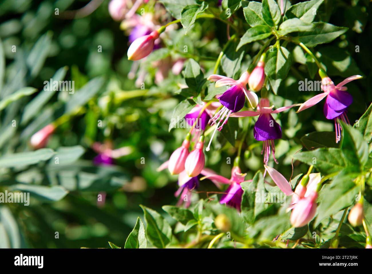 Eine Nahaufnahme einer lila Fuchsia Stockfoto