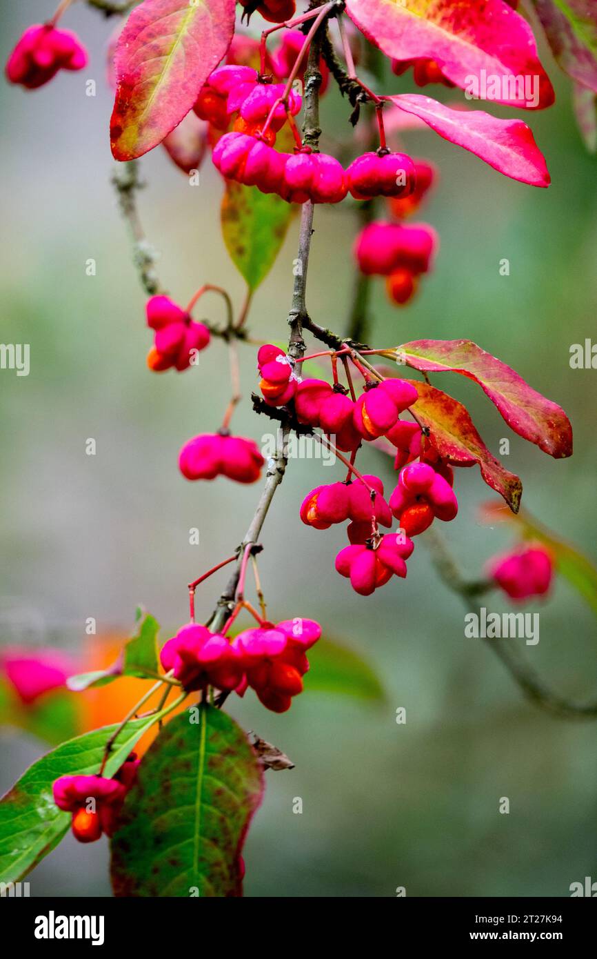 Spindelbeeren, Euonymus europaeus „Red Cascade“, Herbst, Früchte, Pink, Samen Euonymus „Red Cascade“ auf Zweigen Stockfoto