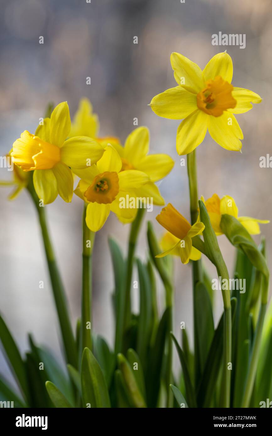 Wunderschönes Frühlingsbanner mit frischen gelben Narzissen wachsen im Topf auf Fensterbank Stockfoto