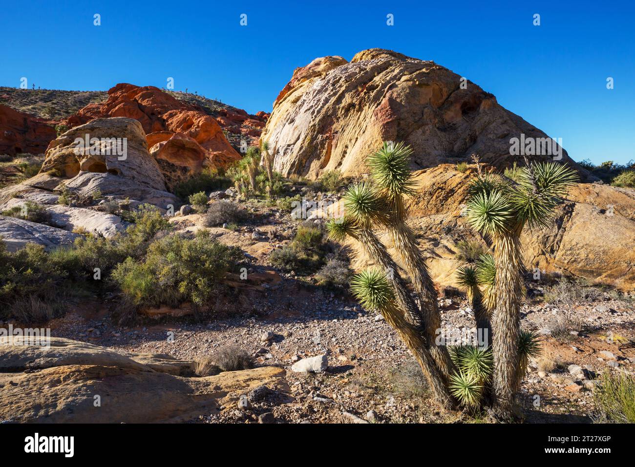 Felsvorsprung im Gold Butte National Monument, Nevada, USA. Stockfoto