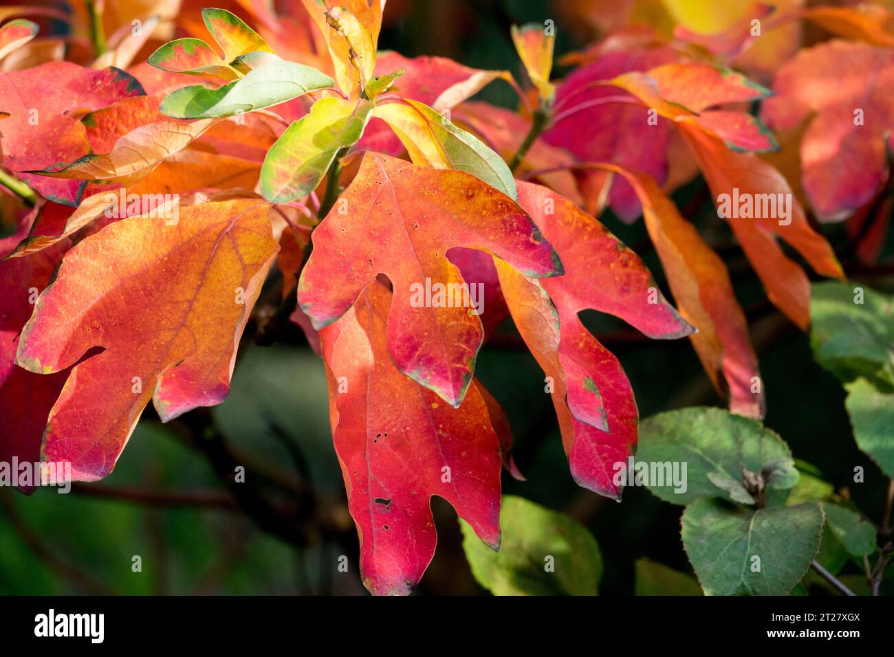 Sassafras albidum, Herbst, Blätter Stockfoto