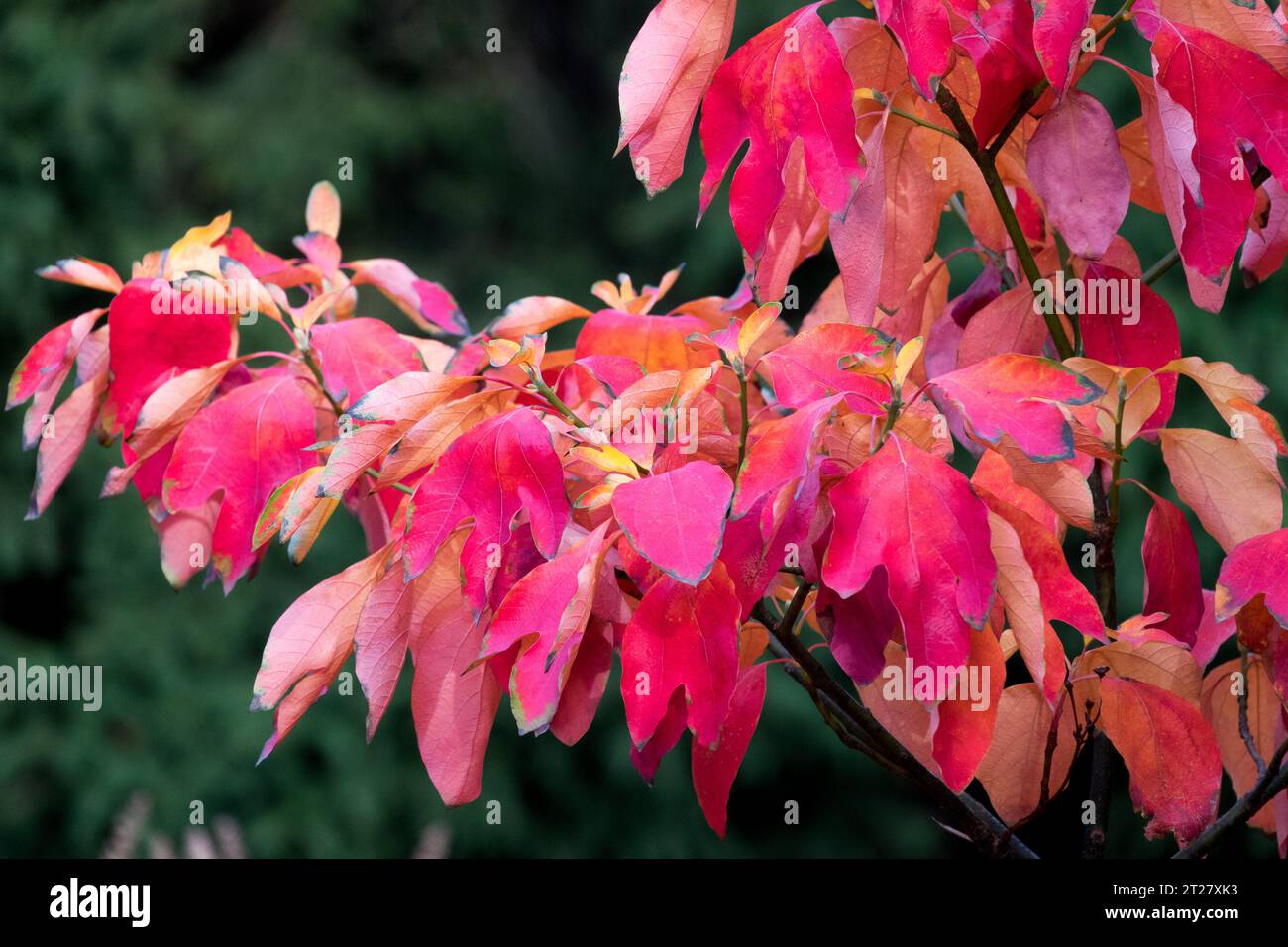 Sassafras, Baum, Blätter, Herbst, Sassafras albidum, Laub Stockfoto