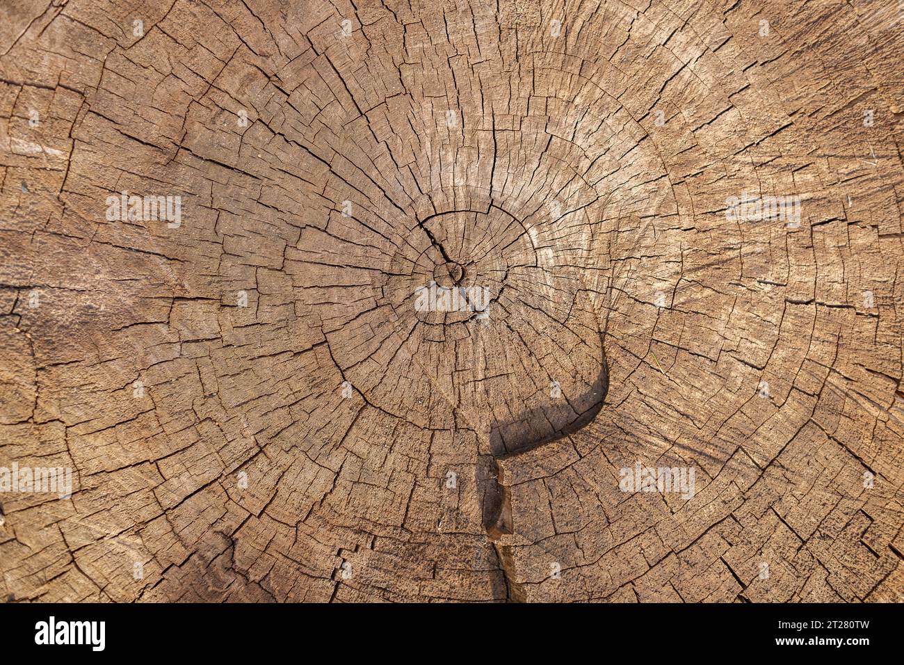 Stamm eines sehr alten Baumes mit Rissen. Holzproduktion. Natürlicher Hintergrund. Stockfoto