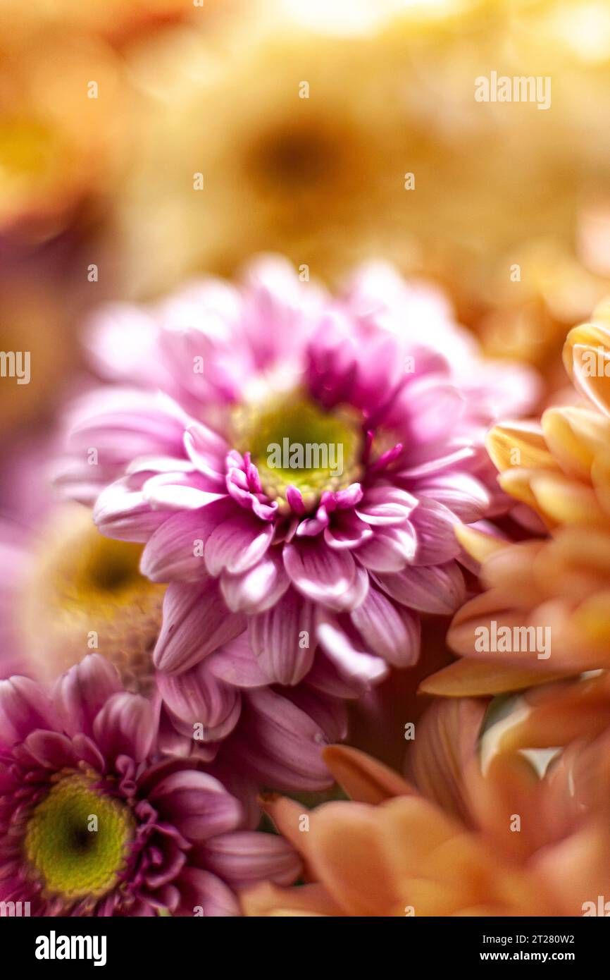 Chrysanthemenblume. Selektiver Fokus. Makro. Kopierbereich. Stockfoto