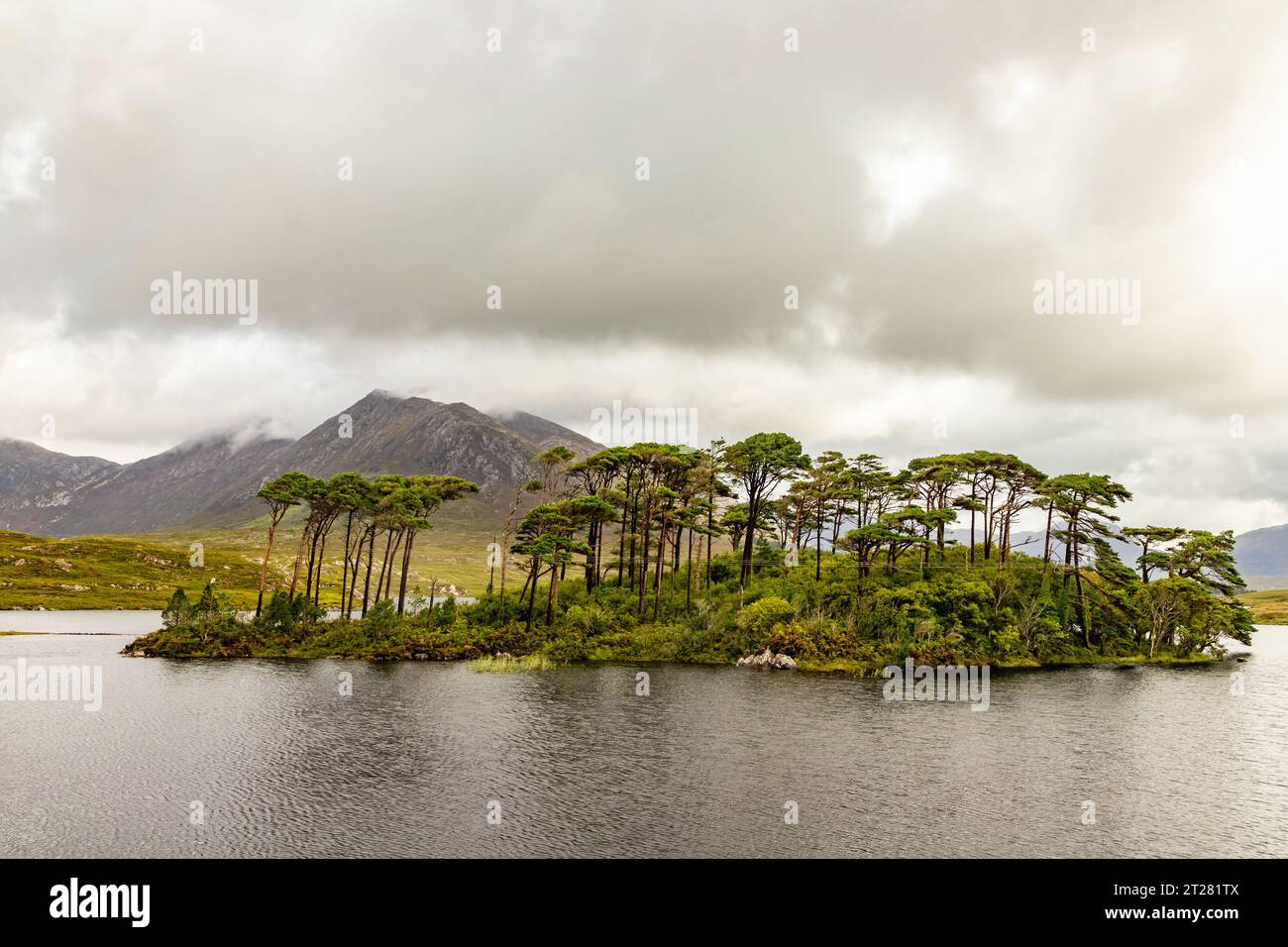 Zwölf Pines am Derryclare Lough, Conemara, Galway, Irland Stockfoto