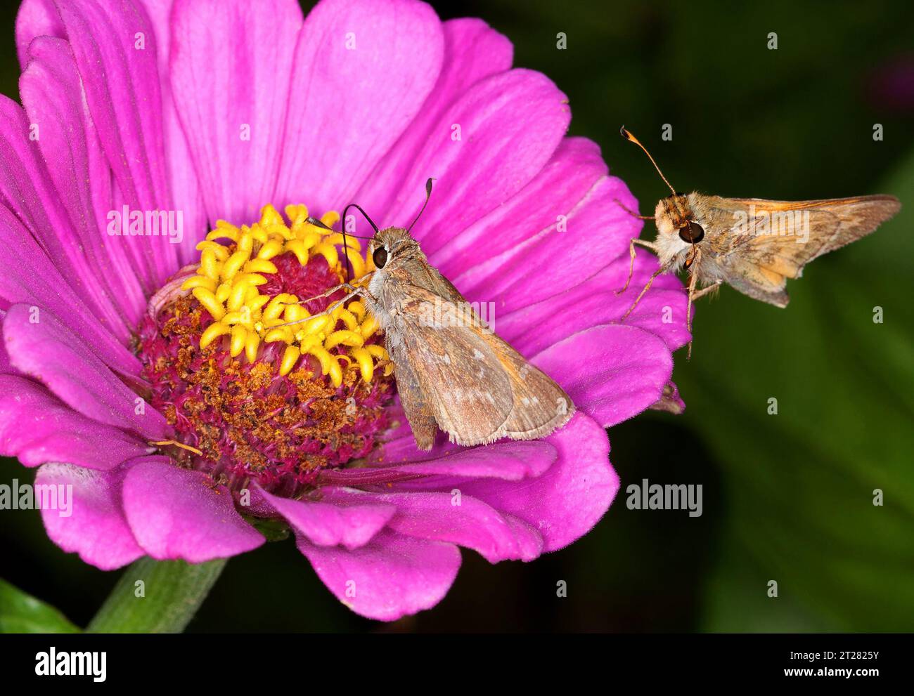 Zwei Skipper Schmetterlinge auf einer Zinnienblume Stockfoto