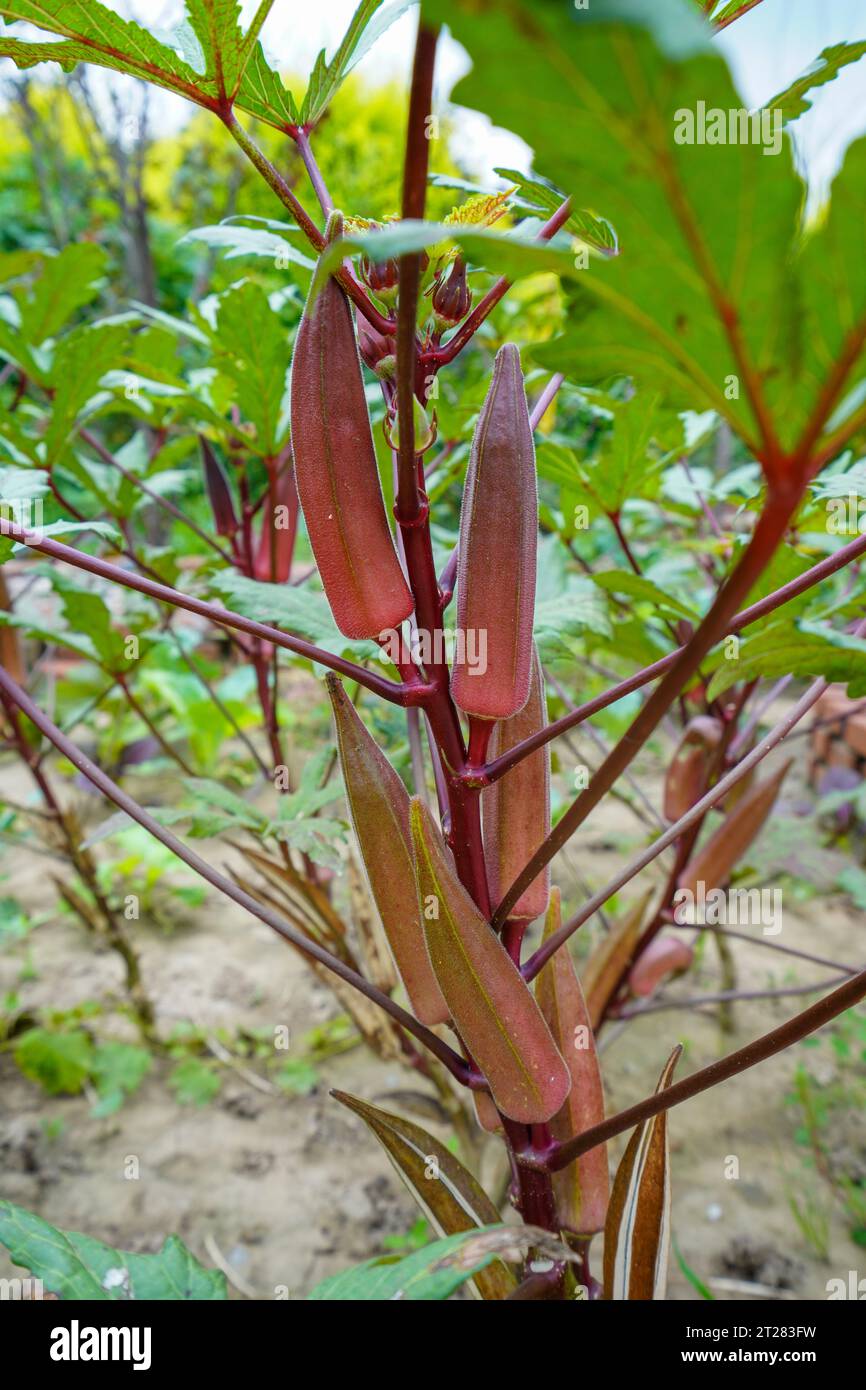 Die Okrafrucht ist im Garten Stockfoto