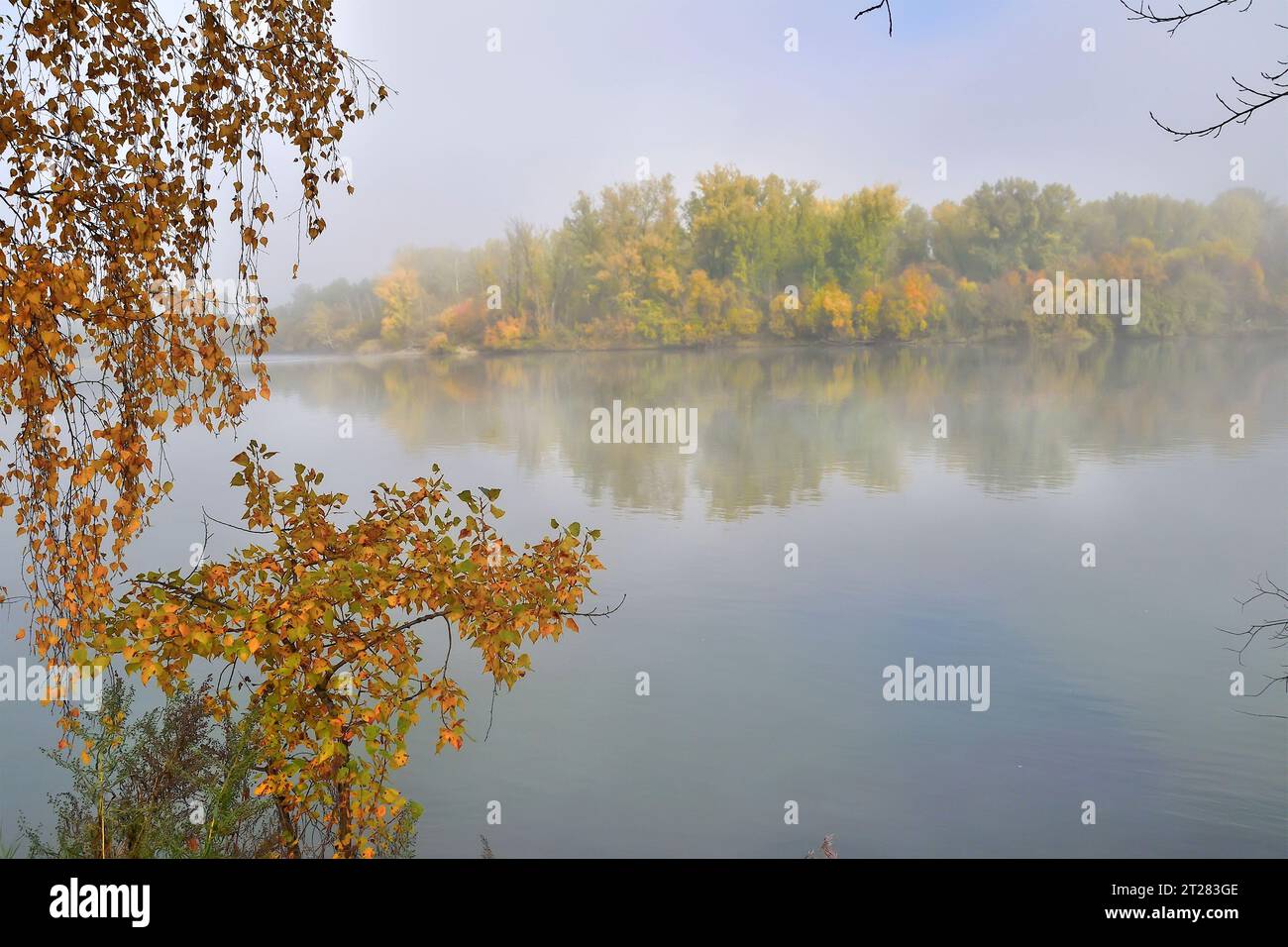 Nebeliger Herbstmorgen am Flussufer, wo buntes Laub von Bäumen in magischem, weißem Nebel auf verschwommenem Hintergrund und goldenen Birkenzweigen auf sich wirken Stockfoto