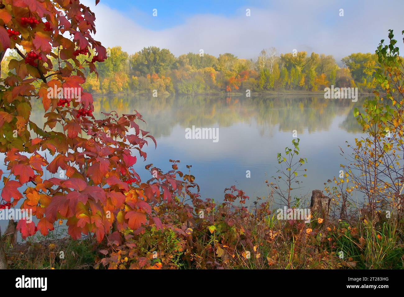 Nebeliger Herbstmorgen am Fluss, wo buntes Laub von Bäumen in magischem Nebel auf verschwommenem Hintergrund und rote Blätter und Beeren von Viburnum Stockfoto