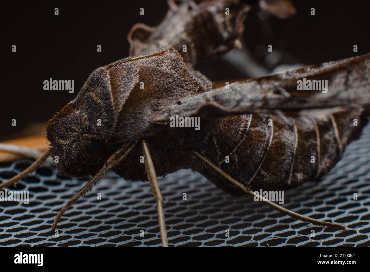 Deidamia Inscriptum oder Spinxmotte mit Schriftzug wurden von der Seite unter Makrofotografie-Stil übernommen Stockfoto