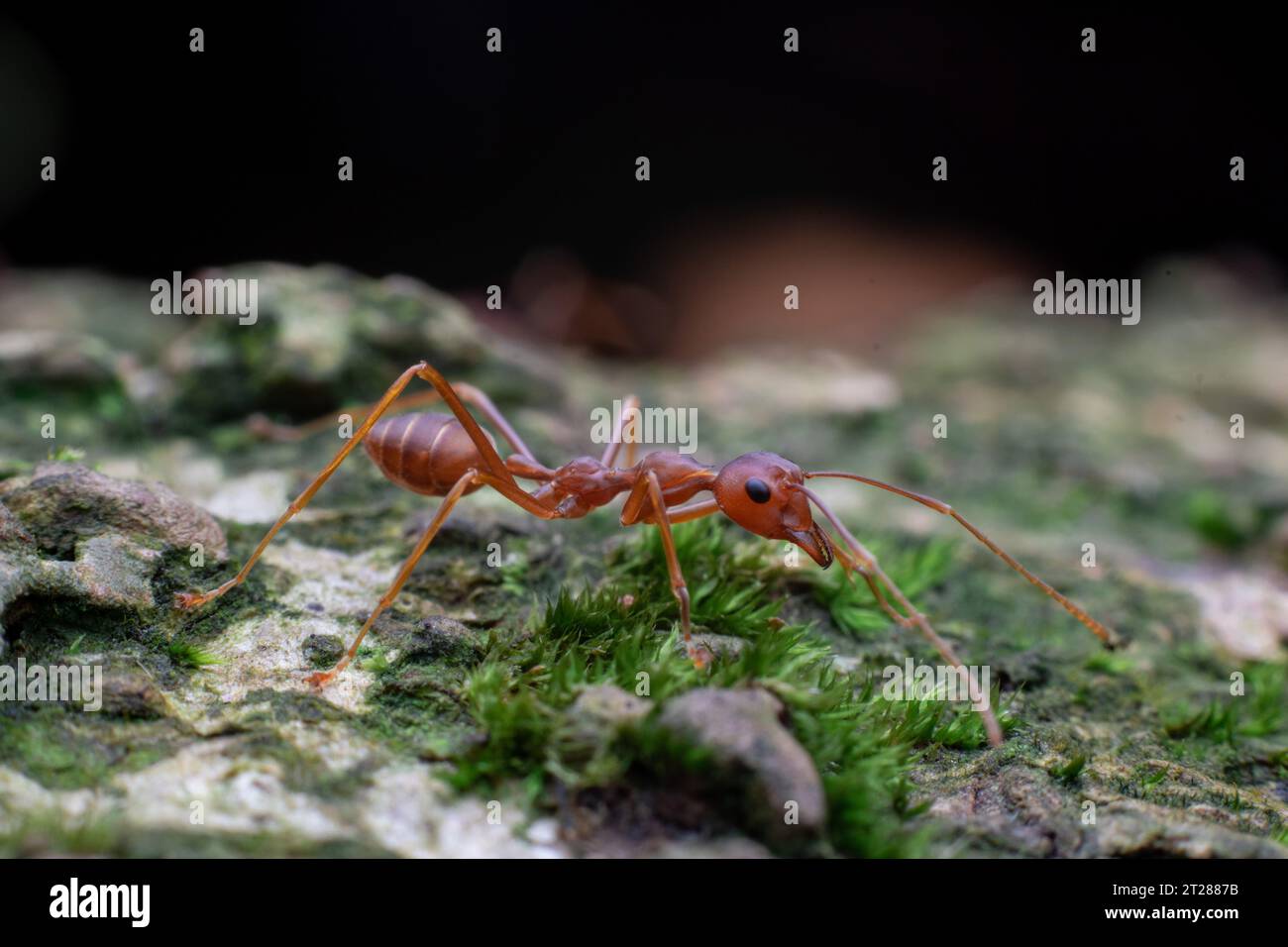 weaver Ameise oder Oecophylla Smaragdina unter Makrofotografie nach rechts Stockfoto