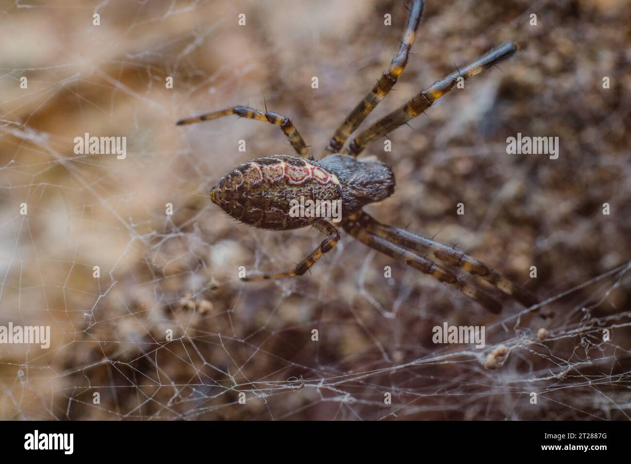 Nephilengys malabarensis Spider aus Karangasem Bali Indonesien Stockfoto