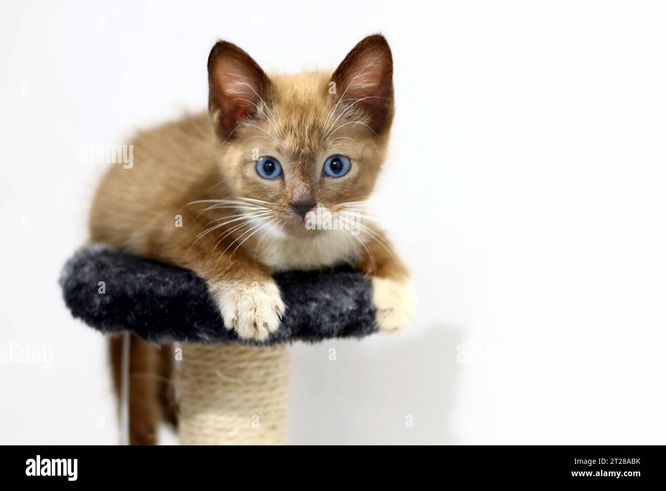 Süßes kleines blaues Eyes Kätzchen in einem neuen Zuhause Stockfoto