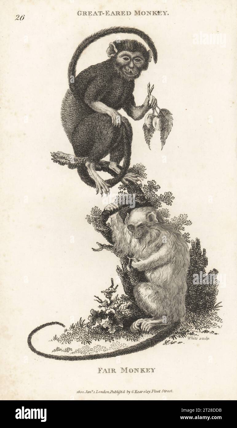 Tamarin mit goldener Hand, Saguinus midas und silbernes Murmeltier, Mico argentatus. Großohr-Affe, Simia midas, und Affe. Nach Illustrationen von George Edwards und Jacques de Seve in Schrebers Animal Illustrations After Nature, 1775. Kupferstich von White aus George Shaws General Zoology: Mammalia, G. Kearsley, Fleet Street, London, 1800. Stockfoto