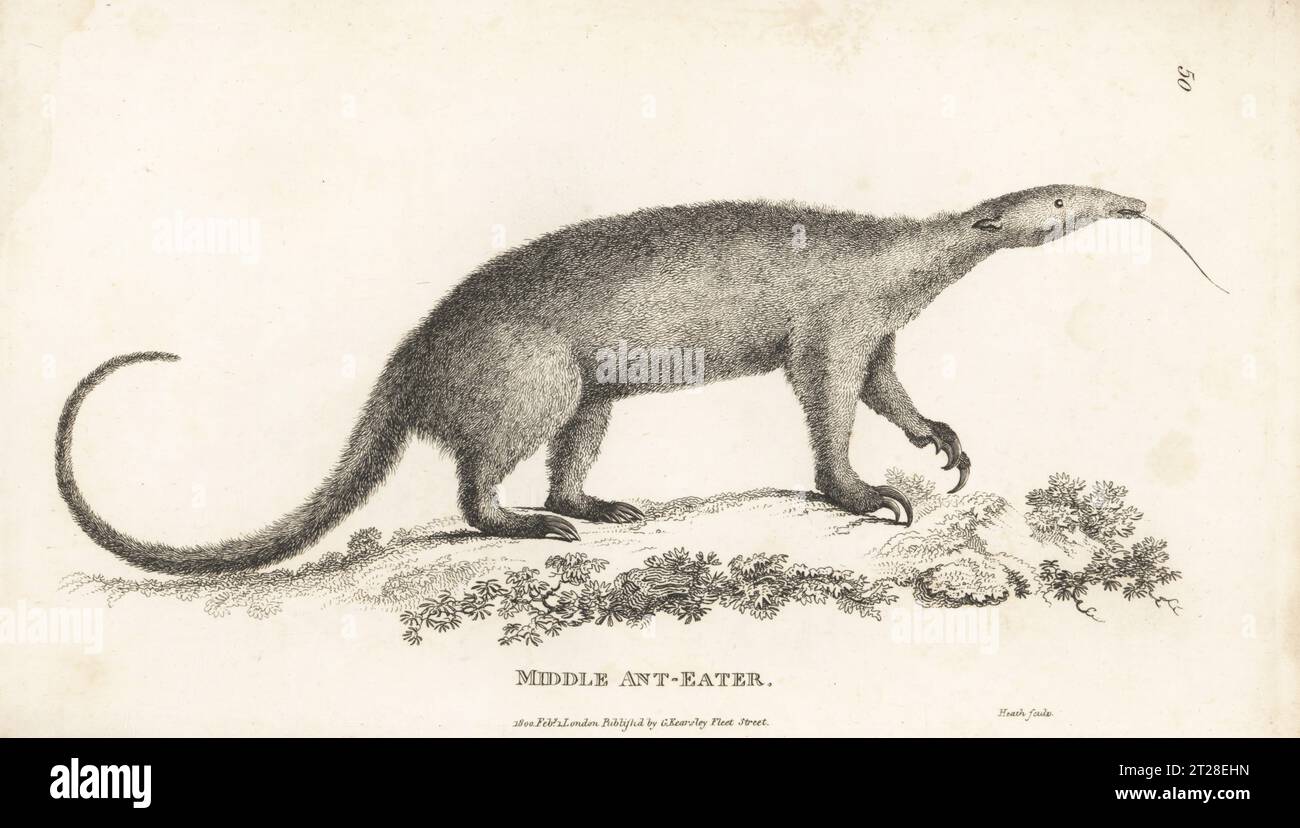 Südliche Tamandua, Kragen-Ameisenbär oder kleiner Ameisenbär, Tamandua tetradactyla. Mittlerer Ameisenfresser, Myrmecophaga tetradactyla. Kupferstich von James Heath aus George Shaws General Zoology: Mammalia, G. Kearsley, Fleet Street, London, 1800. Stockfoto