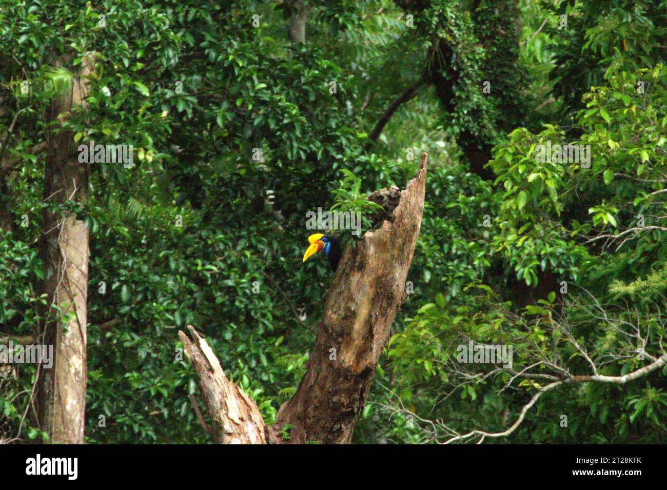 Ein weibliches Individuum des Nashornvogels (Rhyticeros cassidix) sitzt auf einem toten Baum in einem Regenwaldgebiet in der Nähe von Mount Tangkoko und Duasudara in Bitung, Nord-Sulawesi, Indonesien. Aufgrund seiner Abhängigkeit von Wäldern und bestimmten Arten von Bäumen ist der Nashornvogel vom Klimawandel bedroht. Es betrifft jedoch auch andere Wildtierarten und letztendlich auch den Menschen. Ein kürzlich von einem Team von Wissenschaftlern unter der Leitung von Marine Joly in Bezug auf den Sulawesi-Schwarzkäppchen-Makaken (Macaca nigra) durchgeführter Bericht hat gezeigt, dass die Temperatur im Tangkoko-Wald tatsächlich steigt. Zwischen 2012 und 2020, Temperaturen... Stockfoto