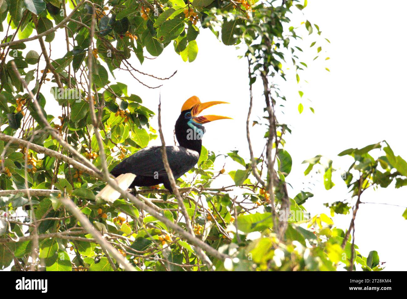 Ein weibliches Individuum des Nashornvogels (Rhyticeros cassidix) sucht auf einem Feigenbaum in Bitung, Nord-Sulawesi, Indonesien. Aufgrund seiner Abhängigkeit von Wäldern und bestimmten Arten von Bäumen ist der Nashornvogel vom Klimawandel bedroht. Es betrifft jedoch auch andere Wildtierarten und letztendlich auch den Menschen. Ein kürzlich von einem Team von Wissenschaftlern unter der Leitung von Marine Joly in Bezug auf den Sulawesi-Schwarzkäppchen-Makaken (Macaca nigra) durchgeführter Bericht hat gezeigt, dass die Temperatur im Tangkoko-Wald tatsächlich steigt. Zwischen 2012 und 2020 stiegen die Temperaturen um bis zu 0,2 Grad pro Jahr an... Stockfoto