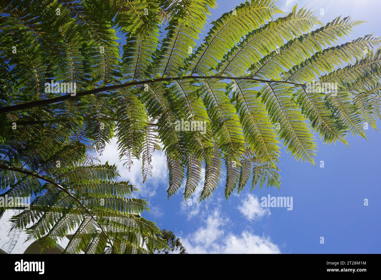 Riesige Blätter von Cyathea cooperi (Australian Tree Farn) vor blauem Himmel und Sonnenschein Stockfoto