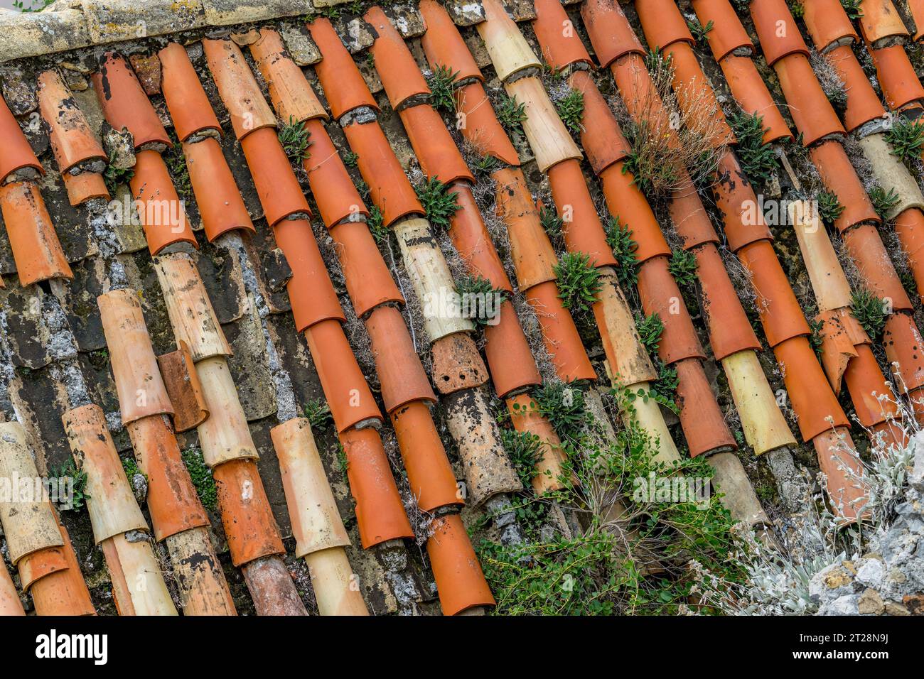 Blick von der Stadtmauer auf Pflanzen, die auf einem verwitterten Ziegeldach in der Altstadt von Dubrovnik in Südkroatien wachsen. Stockfoto