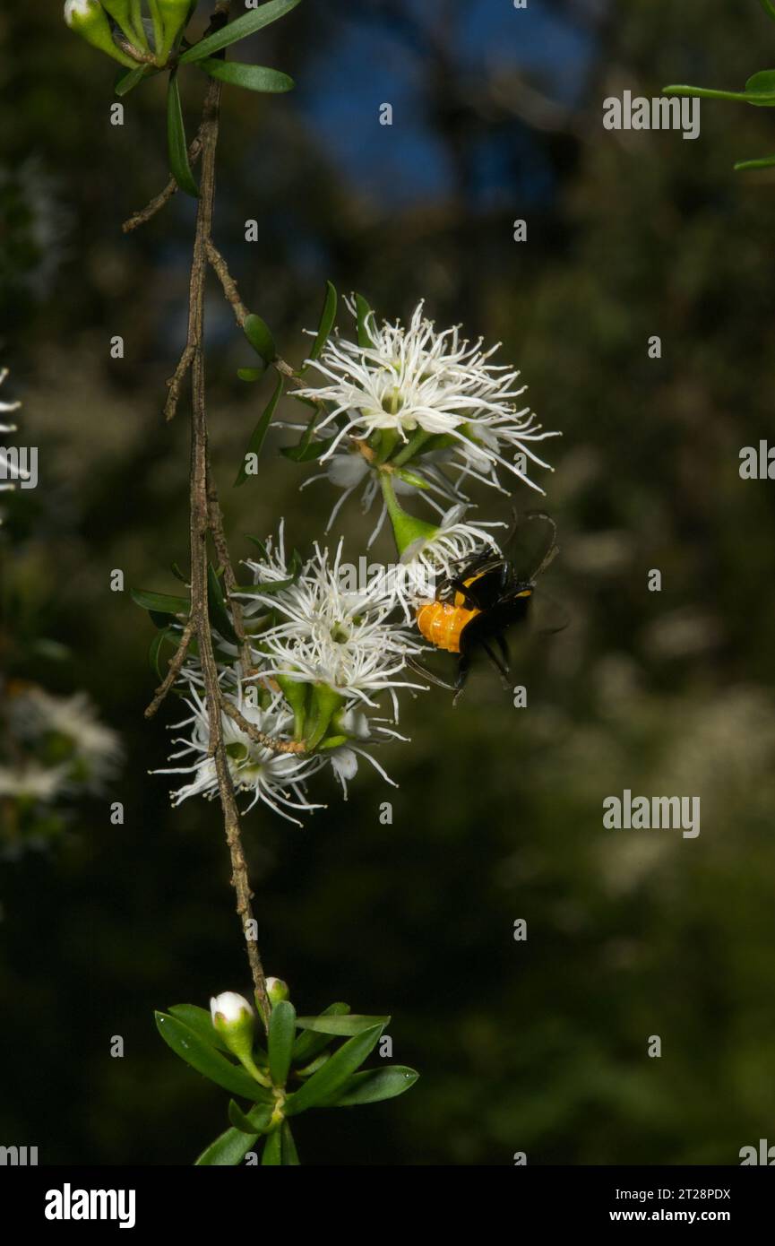 Burganblüten (Kunzea Ericoides) scheinen viele Insekten anzulocken, insbesondere diese Orangenkäfer (Stigmodera spp.), die im Baluk Willam Reservat gefunden werden. Stockfoto