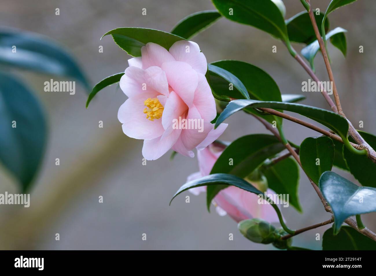 Camellia japonica Pfirsichblüte, Camellia Pfirsichblüte, rosa halb-doppelte Blüten im Spätwinter/frühen Frühling Stockfoto